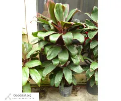 Hawaiian Ti-Plants nice & big colorful for shade & easy to grow